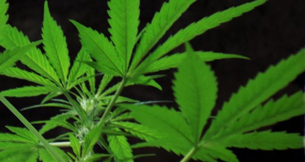 Pianta_Marijuana_DSC_0965_01