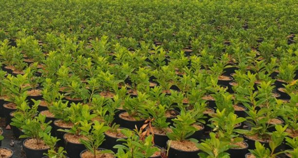 Piante_da_esterno_in_vaso_20190828_115948