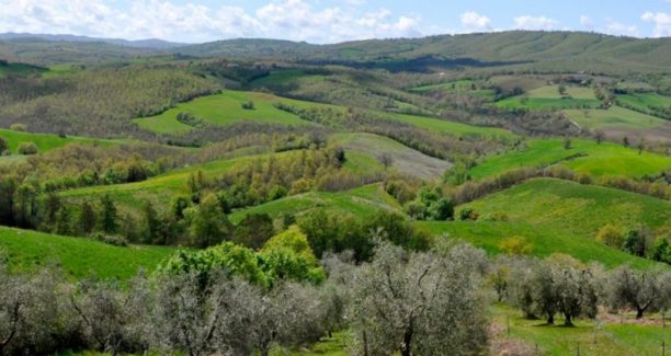 Pitigliano_Fattoria_La_Maliosa_Uliveto_01