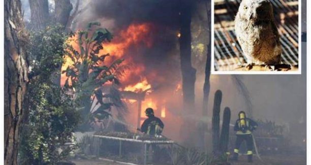 Principina_incendio_2016_assiolo