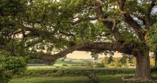 Quercia_delle_Checche_01