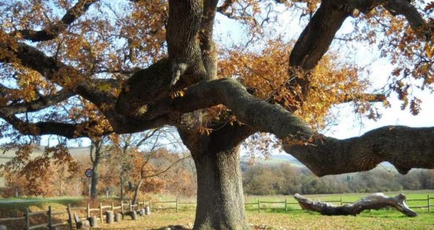 Quercia_delle_Checche_10