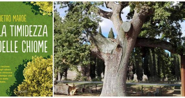 Quercia_delle_Checche_La_timidezza_delle_chiome_01