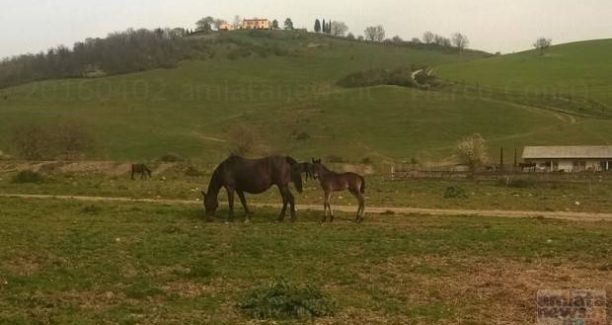 Scuderia_Campocane_WP_20160402_026