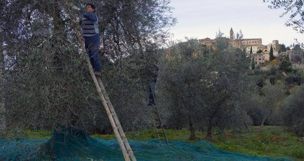 Seggiano_raccolta_olive_01