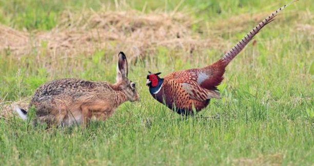 Selvaggina_Lepre_Fagiano_01