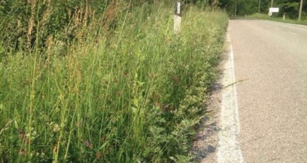 Strada_erba_alta_01