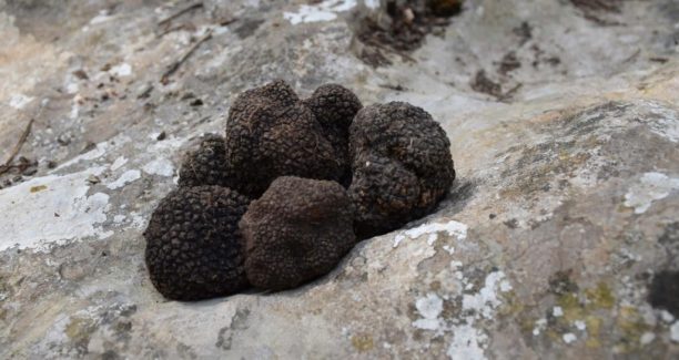 Tartufo_Amiata_02