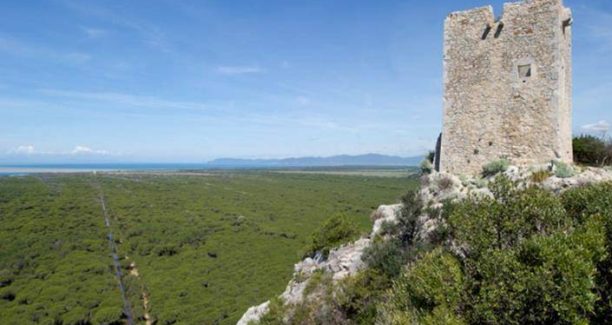 Toscana_Maremma_pineta_02