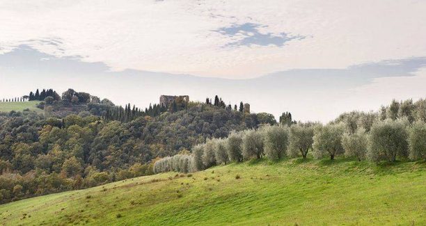 Olivi a Trequanda - foto ripresa da palazzoravizza.it