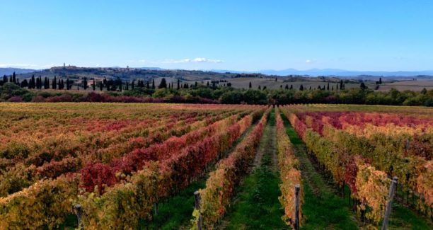 Val_dOrcia_Foliage_Autunno_Vigneti_Foto_Fabbrica_Pienza_02