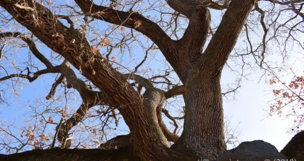 Val_dOrcia_Quercia_delle_Checche_20180117_DSC_3438