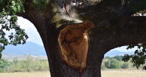 Val_dOrcia_Quercia_le_Checche_20170902_DSC_0720
