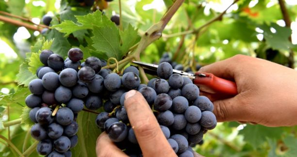 Vendemmia_01