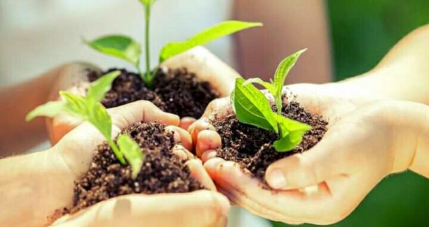 Vivaio_diffuso_Quercia_delle_Checche_04