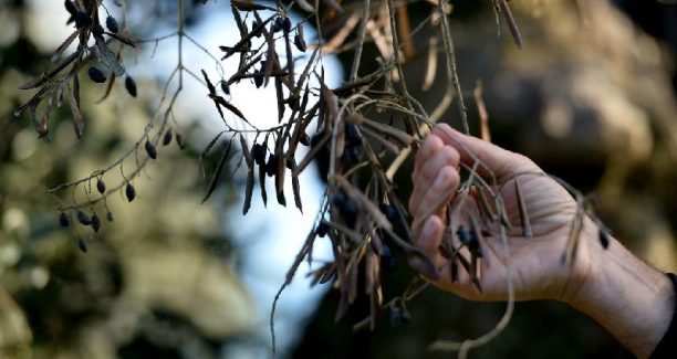 Xylella_ulivi_01