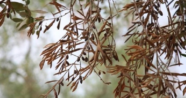 Xylella_ulivi_02