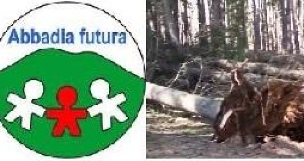 abbadia_futua_pineta