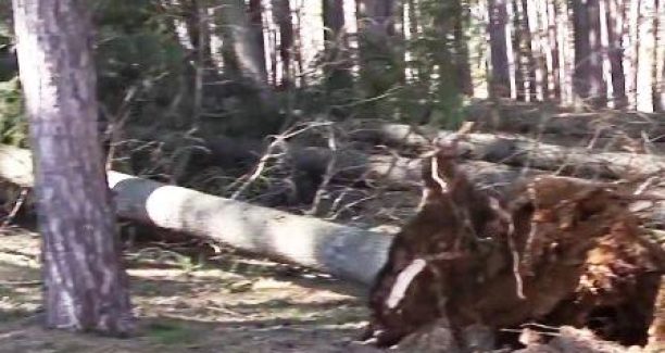 abbadia_parco_pineta_alberi_caduti
