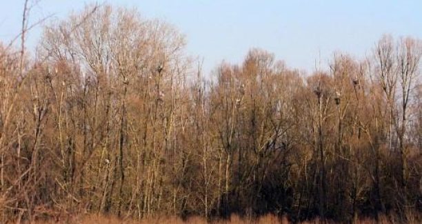 www.wwfrovigo.it