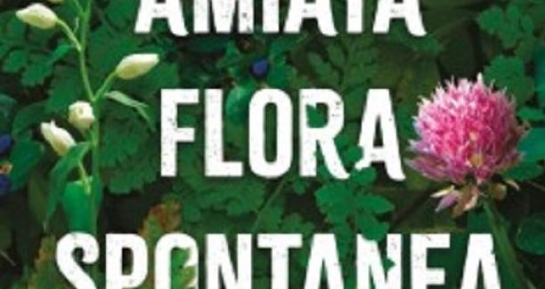 amiata-flora-spontanea-237x341