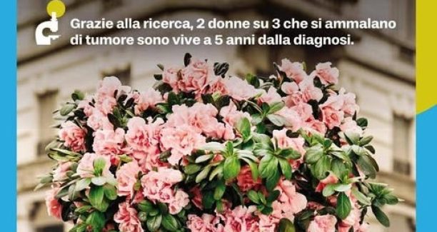 azalea ricerca