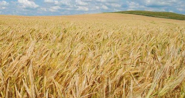 campo_cereali_01