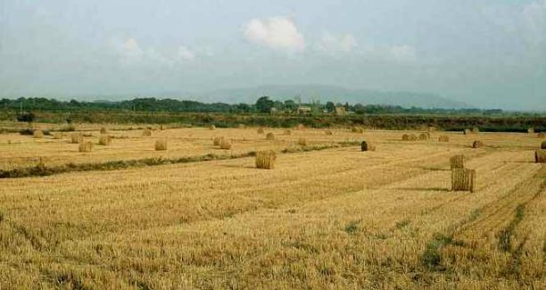 campo_cereali_02