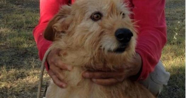 cane_bionda_alto