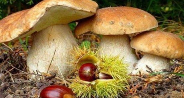 castagne e funghi