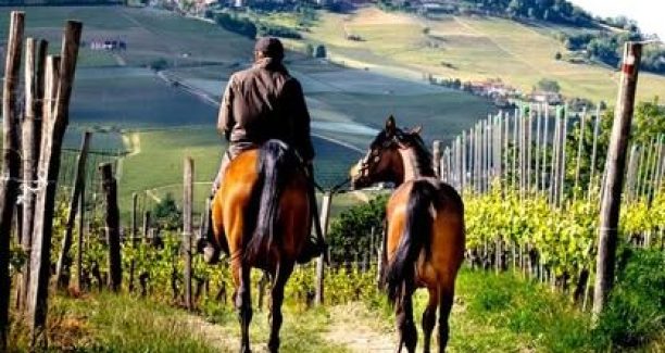 cavallo cura