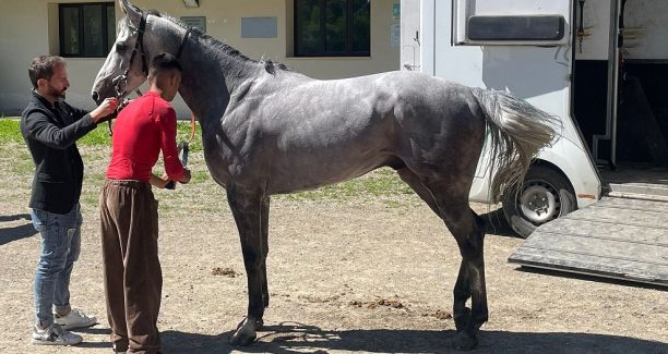 cavallo piancastagnaio