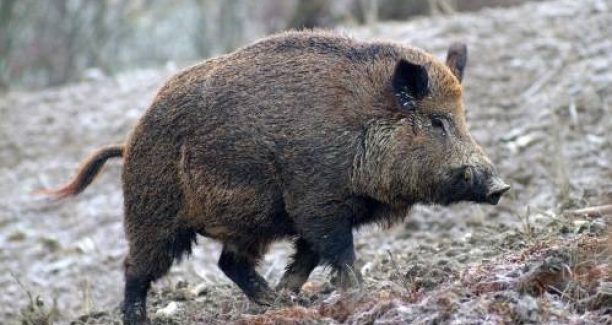 cinghiale
