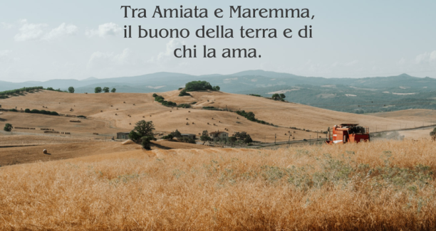 colline amiatine