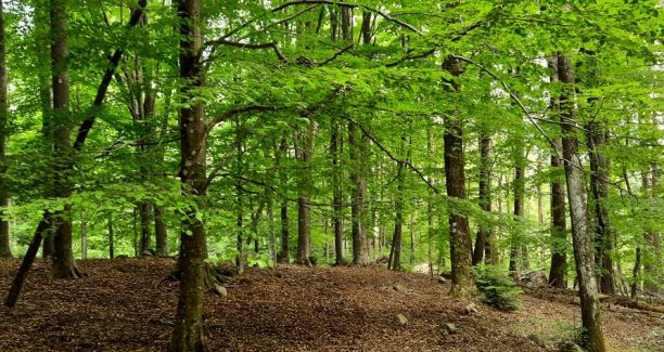 foreste Amiata