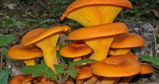 fungo-dell_olivo-e1504946919449