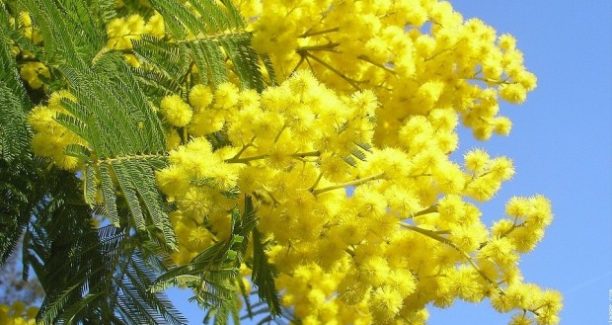 Mimosa-ramo