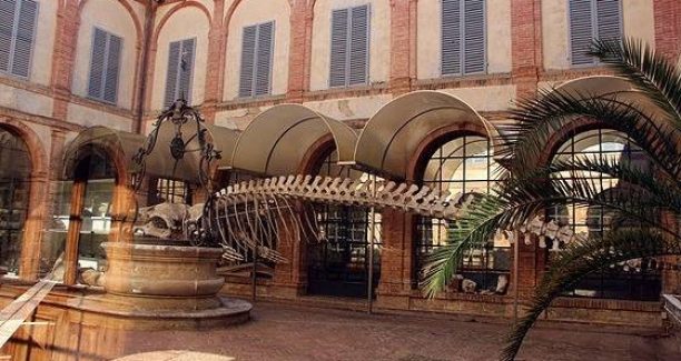 Siena Accademia Fisiocritici