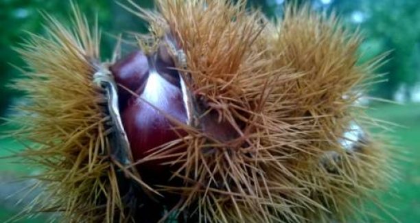 lappa_castagne