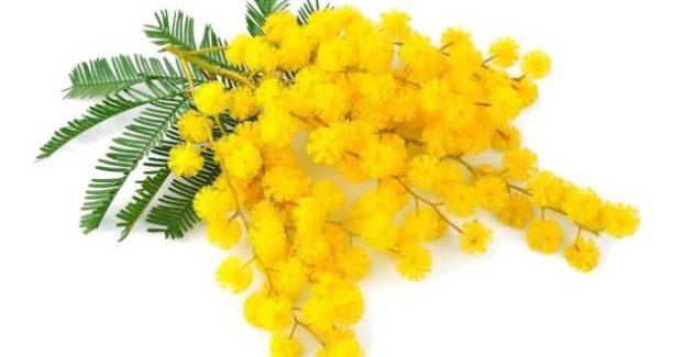 mimosa