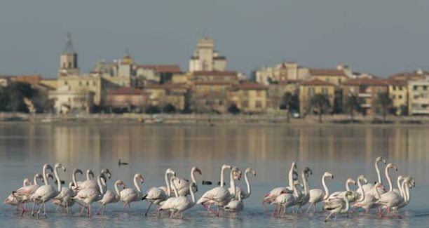 orbetello_laguna_fenicotteri