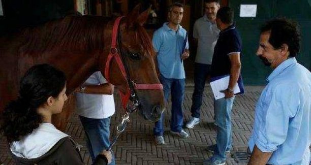 CEPPO PREVISITE CAVALLI PALIO AGSOTO 2013