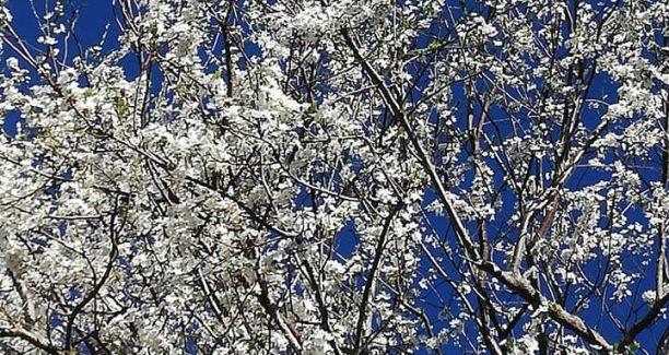 primavera