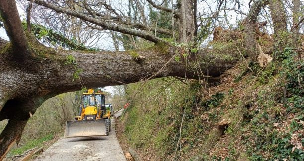 santa fiora albero giù