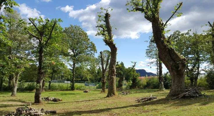 Santa_Fiora_potatura_castagni_20170920_01