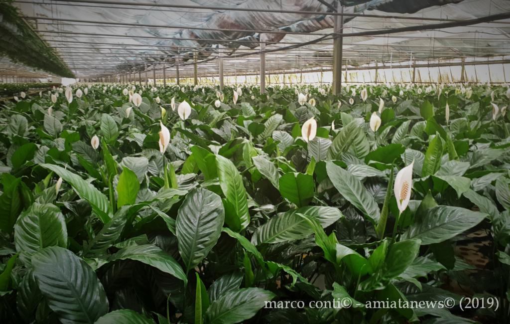 Piancastagnaio_Floramiata_20190828_113335