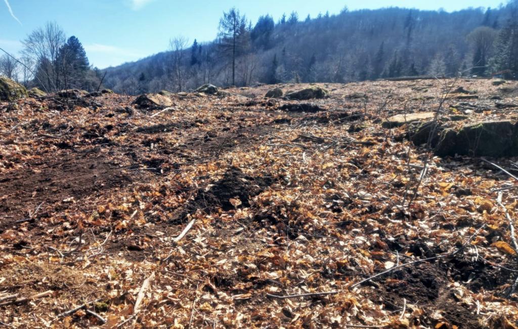 Amiata_Taglio_Bosco_IMG_20210304