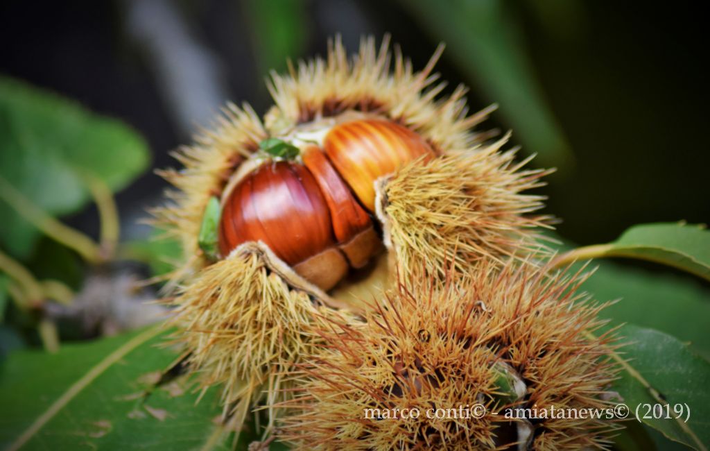Piancastagnaio_Autunno_Castagne_20191017__DSC1138